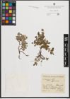 Foto von Salix pyrenaica Gouan